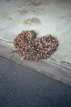 heart plant