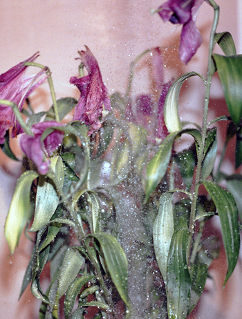 rainy flowers